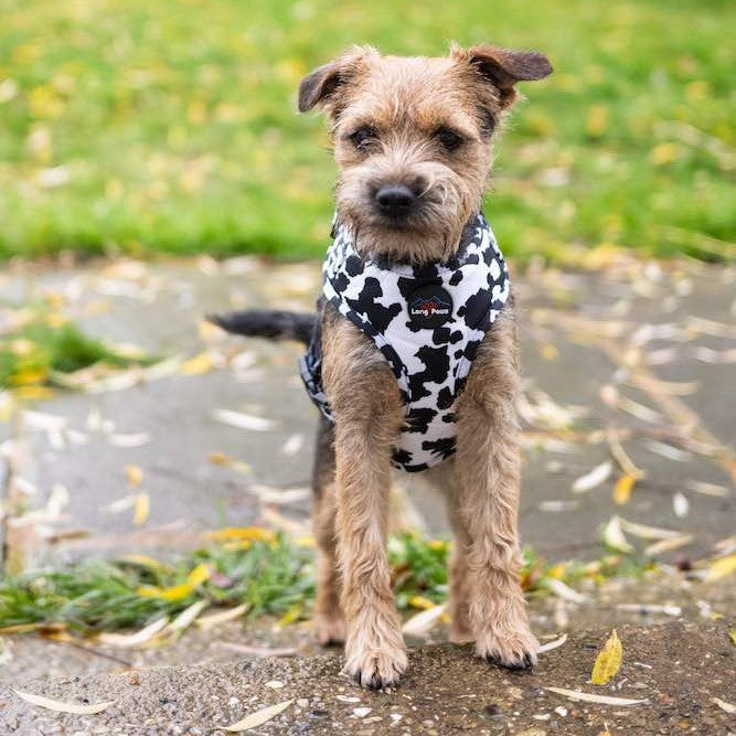 Harleys Companions - Funk the Dog Harness & Lead Set | Cow Print