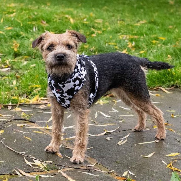 Harleys Companions - Funk the Dog Harness & Lead Set | Cow Print