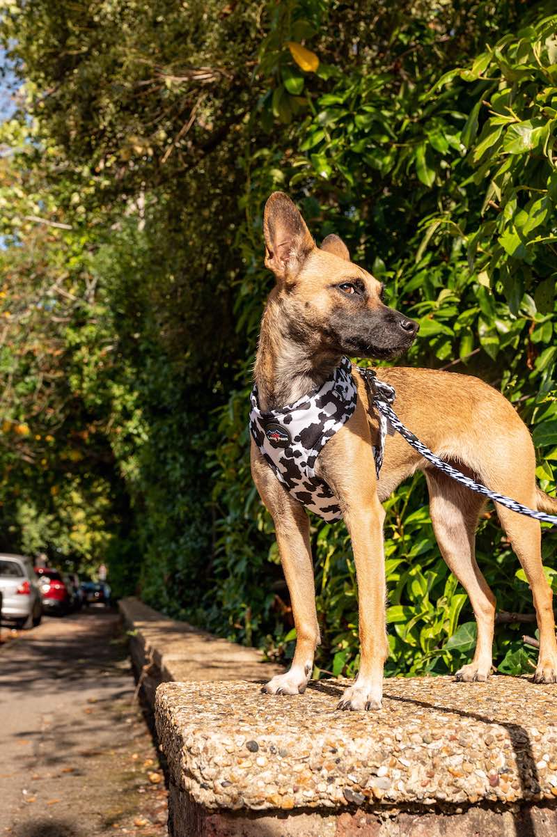 Harleys Companions - Funk the Dog Lead & Poo Bag Pouch Set | Cow Print