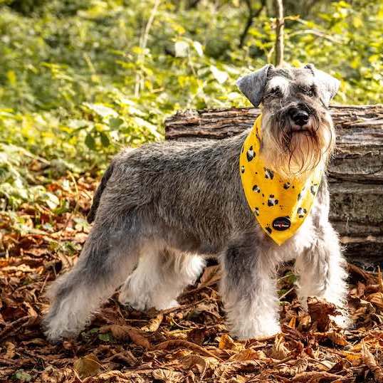 Harleys Companions - Funk The Dog Bandana | Mustard Panda