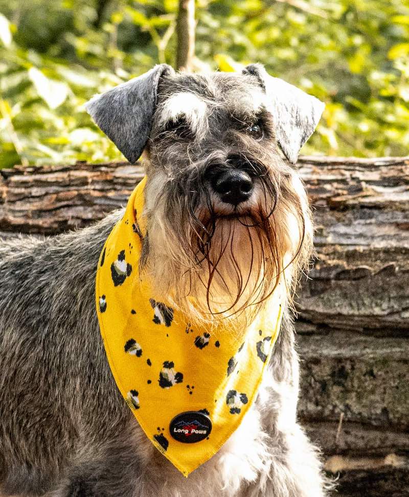 Harleys Companions - Funk The Dog Bandana | Mustard Panda