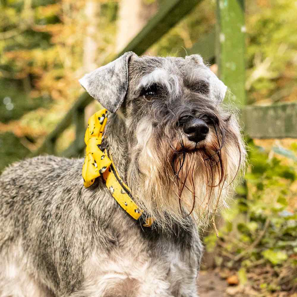 Harleys Companions - Funk the Dog Collar, Bowtie & Bandana Set | Mustard Panda