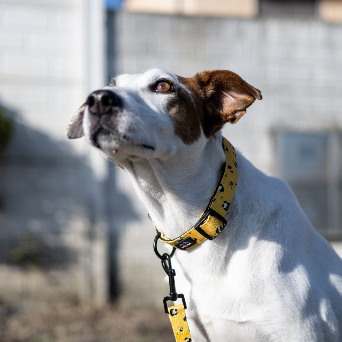 Harleys Companions - Funk The Dog Padded Dog Collar | Mustard Panda