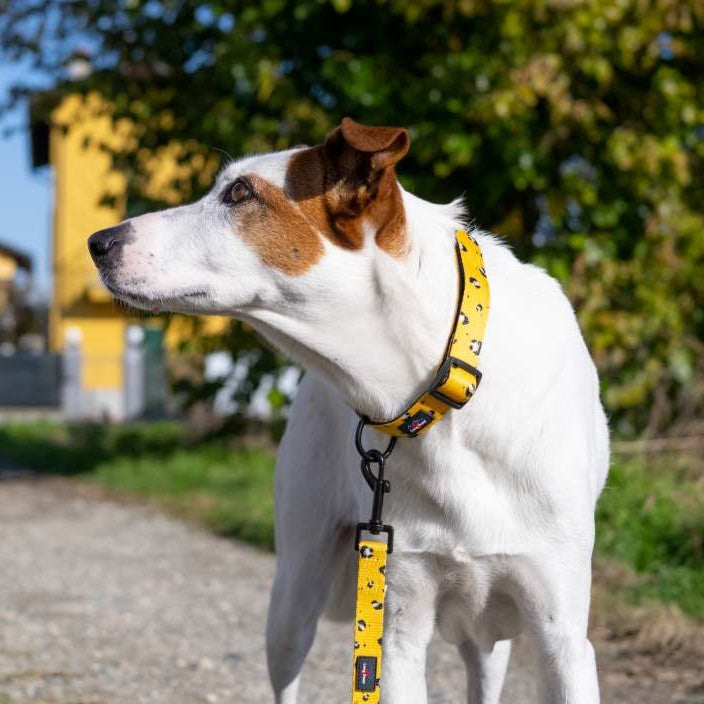 Harleys Companions - Funk the Dog Collar & Lead Set | Mustard Panda | Yellow Leopard