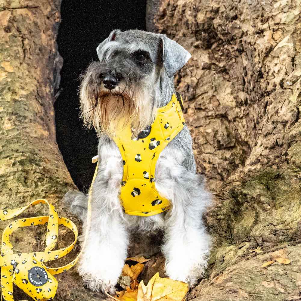 Harleys Companions - Funk The Dog Harness | Mustard Panda