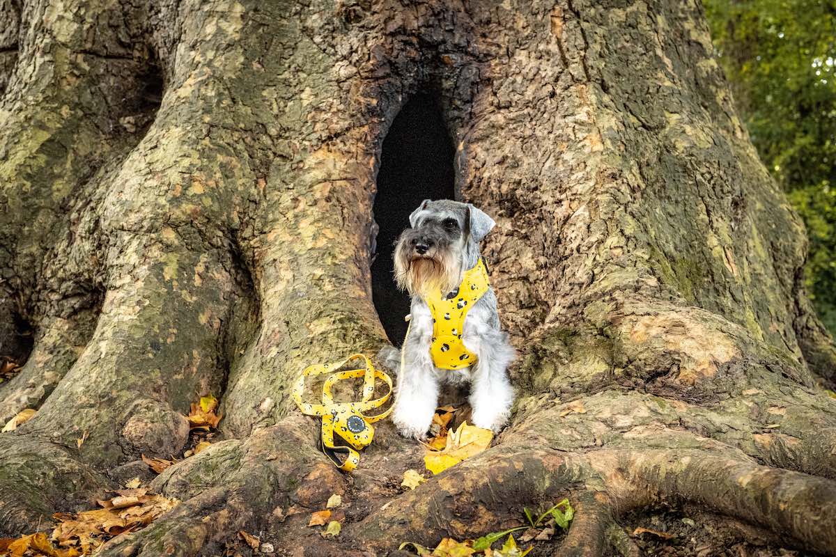 Harleys Companions - Funk The Dog Harness | Mustard Panda