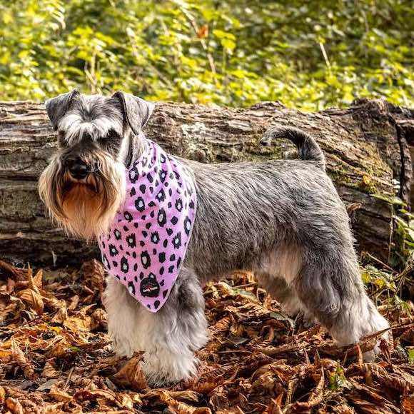 Harleys Companions - Funk the Dog Collar, Bowtie & Bandana Set | Pink Leopard
