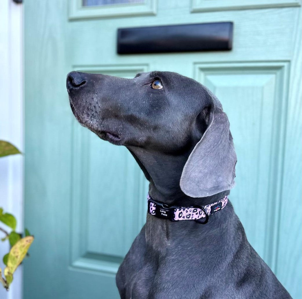 Harleys Companions - Funk The Dog Padded Dog Collar | Pink Leopard