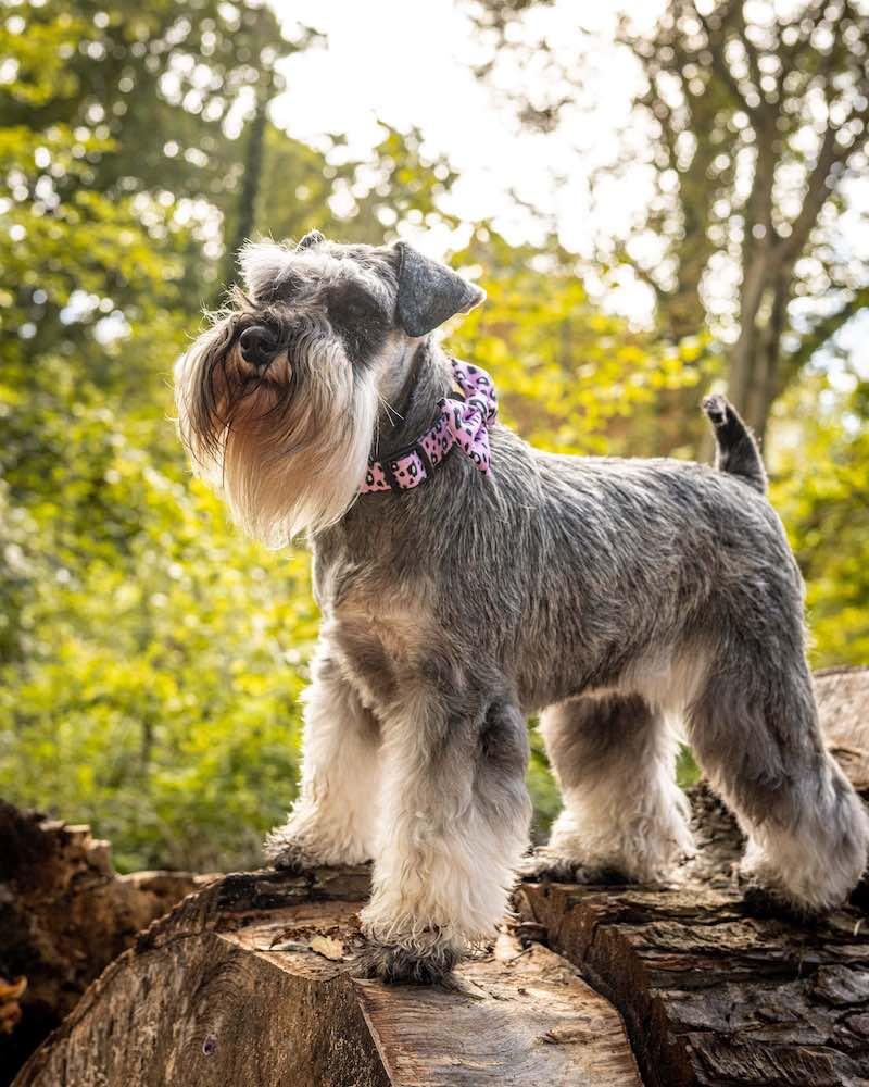 Harleys Companions - Funk The Dog Bow | Pink Leopard