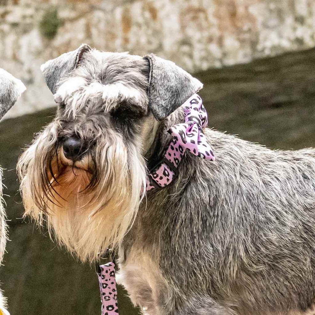 Harleys Companions - Funk the Dog Collar & Bow Set | Pink Leopard