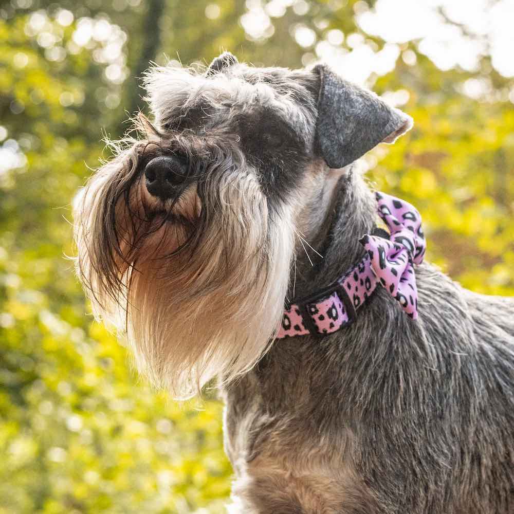 Harleys Companions - Funk the Dog Collar, Bowtie & Bandana Set | Pink Leopard