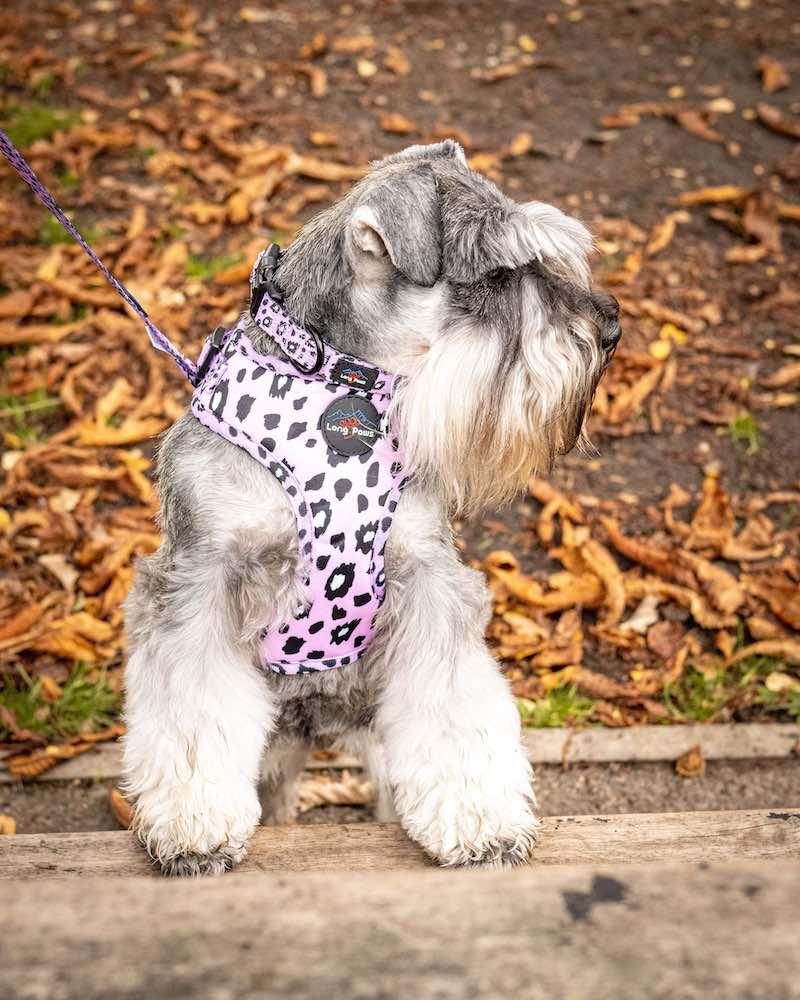 Harleys Companions - Funk The Dog Harness | Pink Leopard