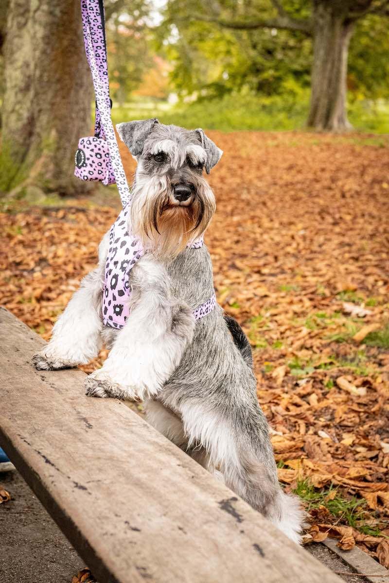Harleys Companions - Funk The Dog Harness | Pink Leopard