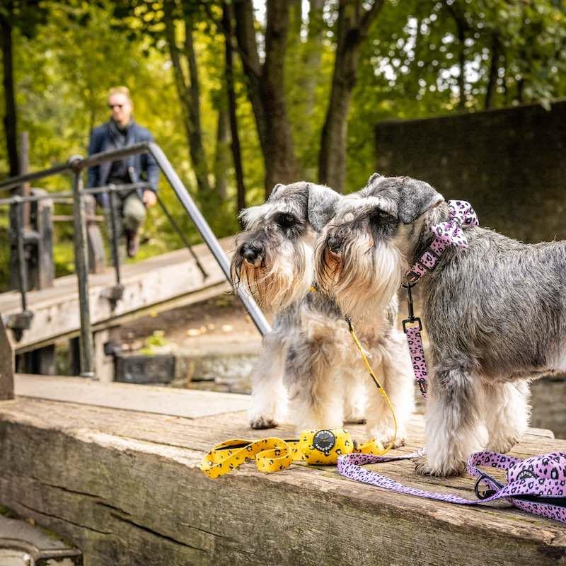 Harleys Companions - Funk The Dog Bow | Pink Leopard