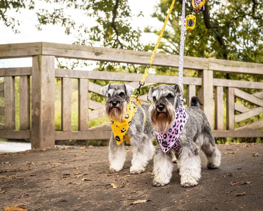 Harleys Companions - Funk The Dog Bandana | Pink Leopard