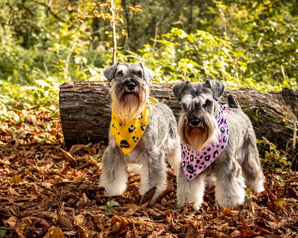 Harleys Companions - Funk the Dog Collar, Bowtie & Bandana Set | Pink Leopard