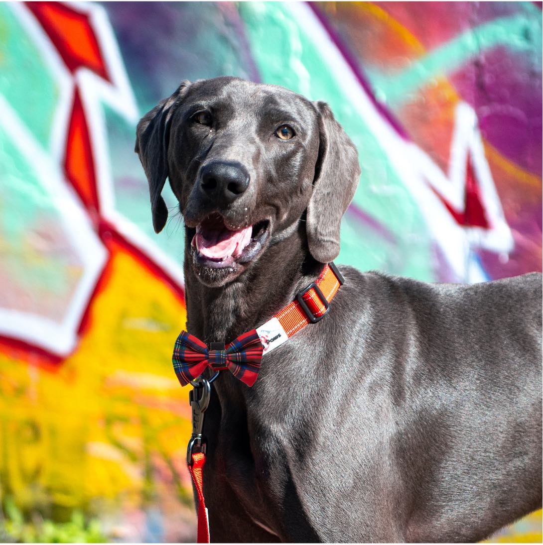 Harleys Companions - Funk The Dog Tartan Bow | Red Traditional Tartan