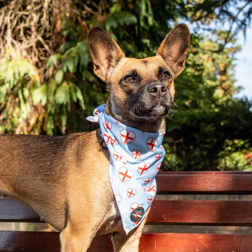 Harleys Companions - Funk The Dog Bandana | St George's Heart