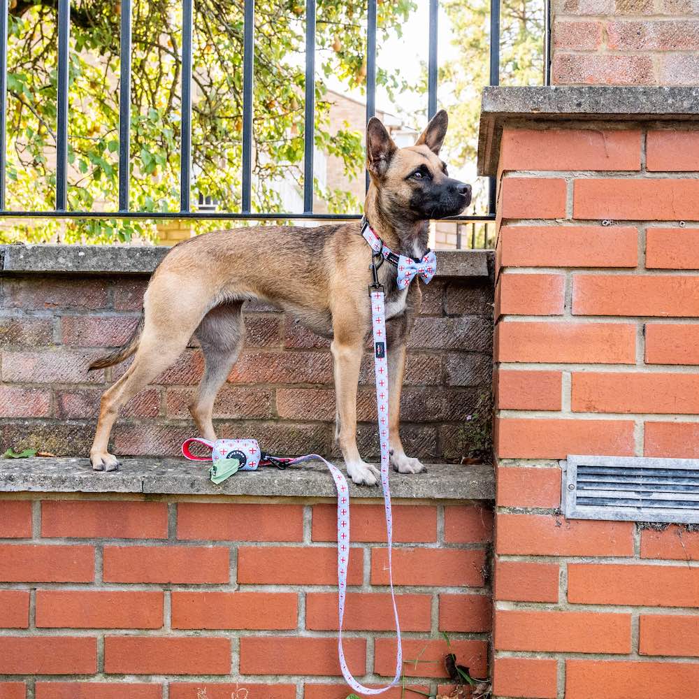 Harleys Companions - Funk The Dog Bow | St George's Heart