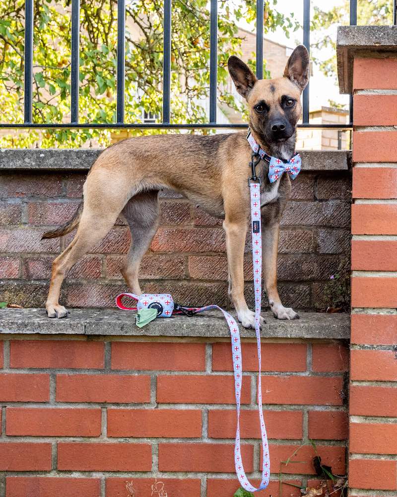 Harleys Companions - Funk the Dog Lead & Poo Bag Pouch Set | St George's Heart