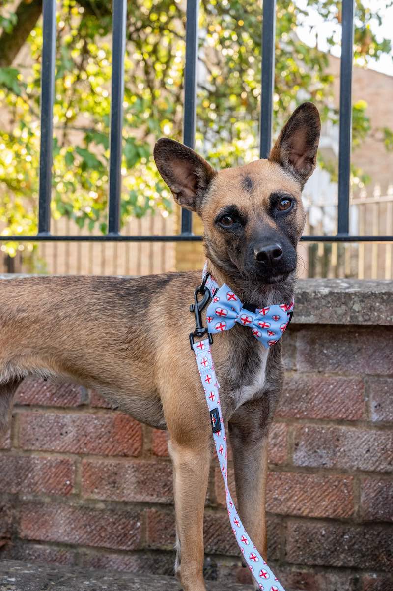 Harleys Companions - Funk The Dog Bow | St George's Heart