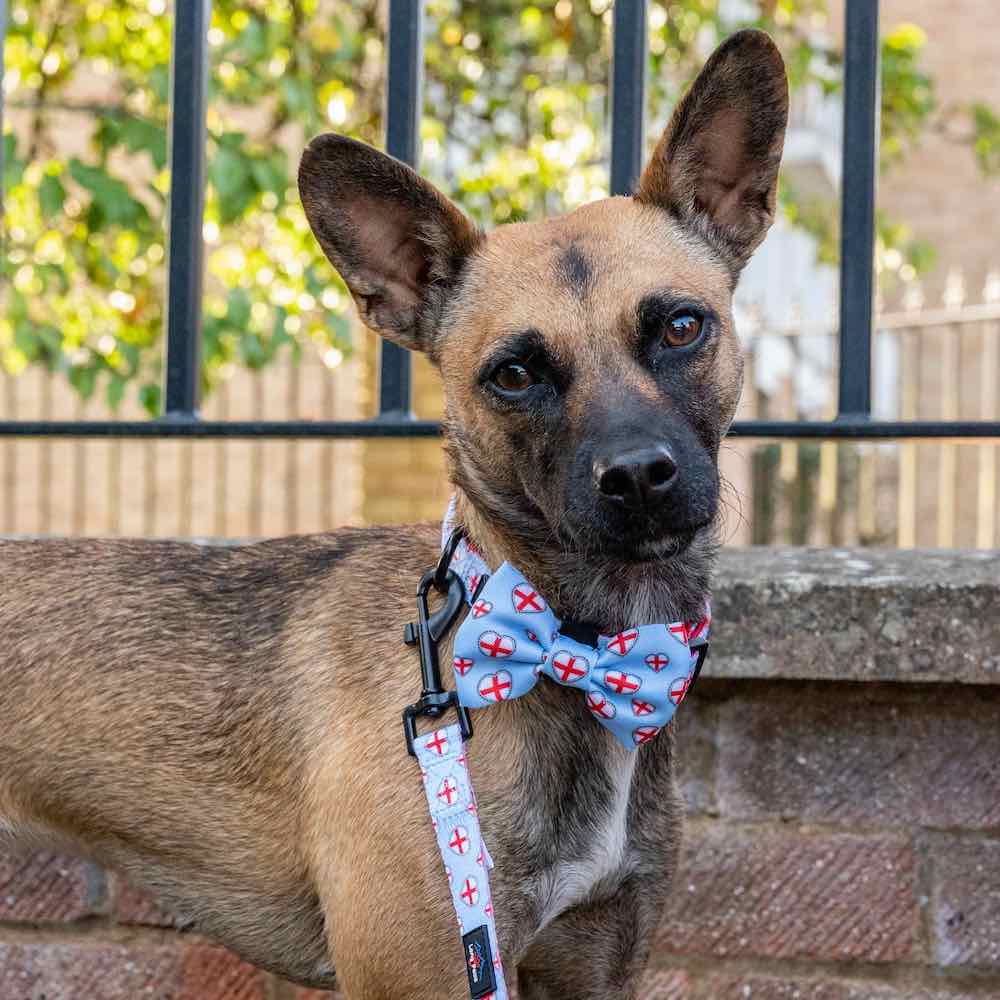 Harleys Companions - Funk The Dog Bow | St George's Heart