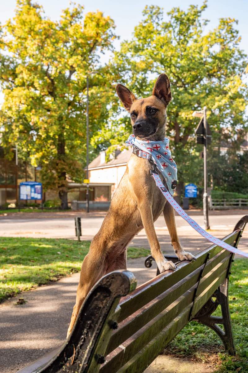 Harleys Companions - Funk The Dog Bandana | St George's Heart