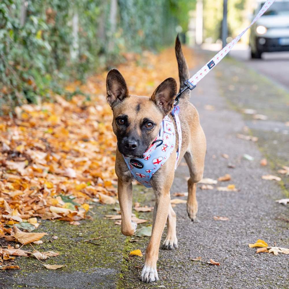 Harleys Companions - Funk The Dog Lead | St George's Heart