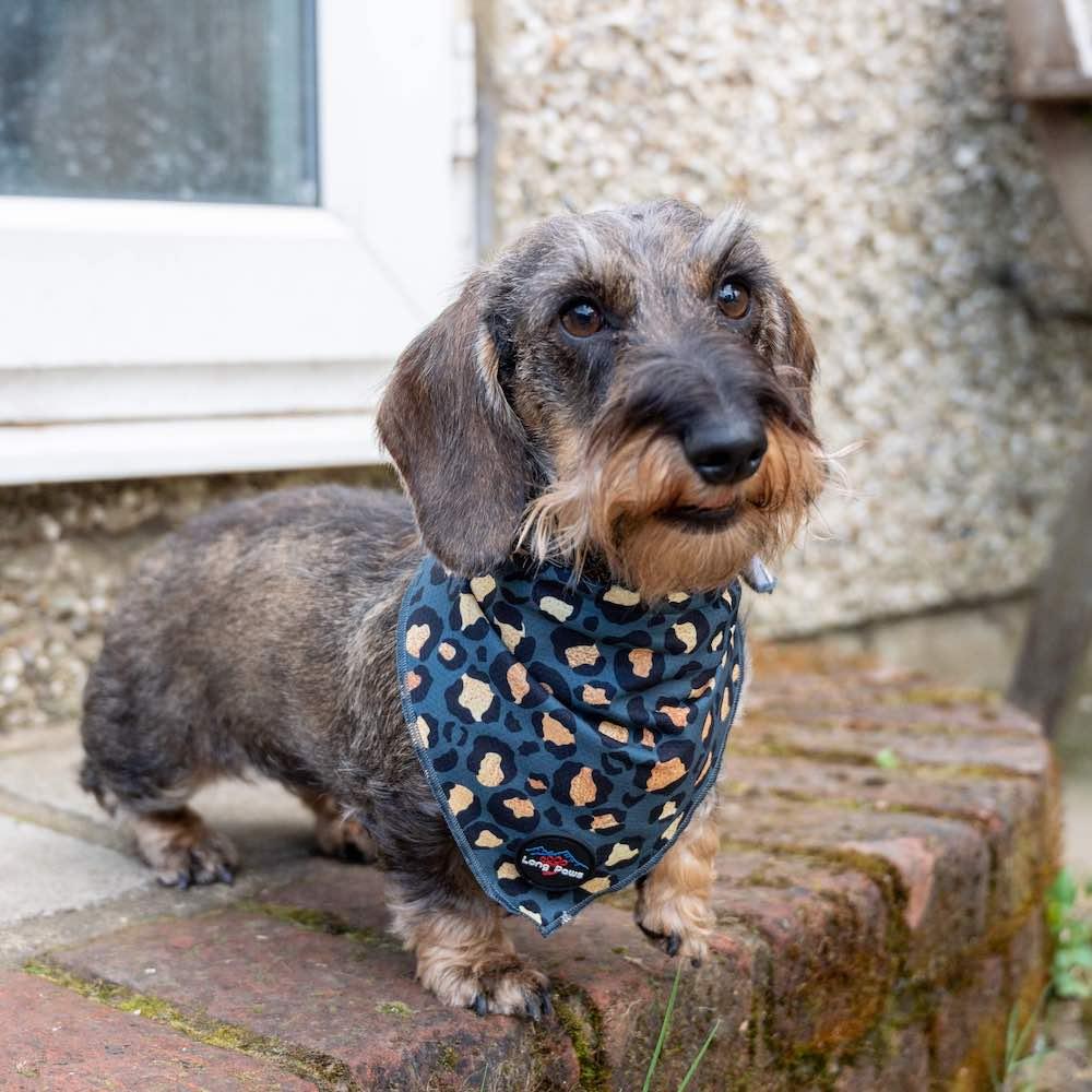 Harleys Companions - Funk the Dog Bandana | Leopard Green & Gold
