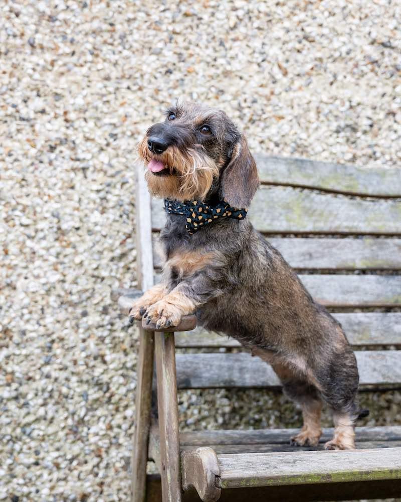 Harleys Companions - Funk the Dog Bow | Leopard Green & Gold