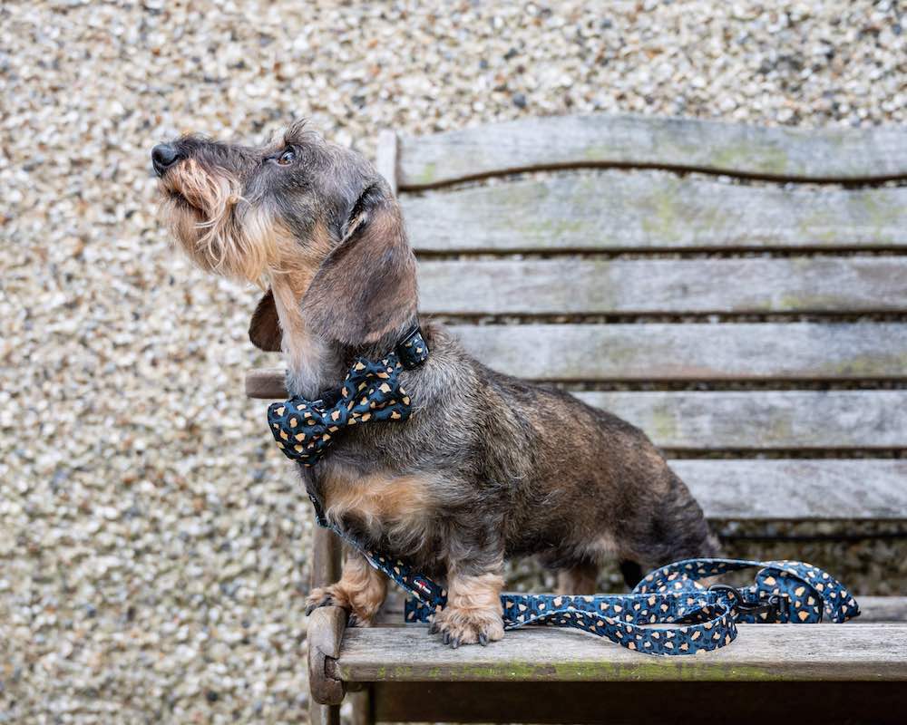 Harleys Companions - Funk the Dog Lead & Bowtie Set | Green & Gold Leopard
