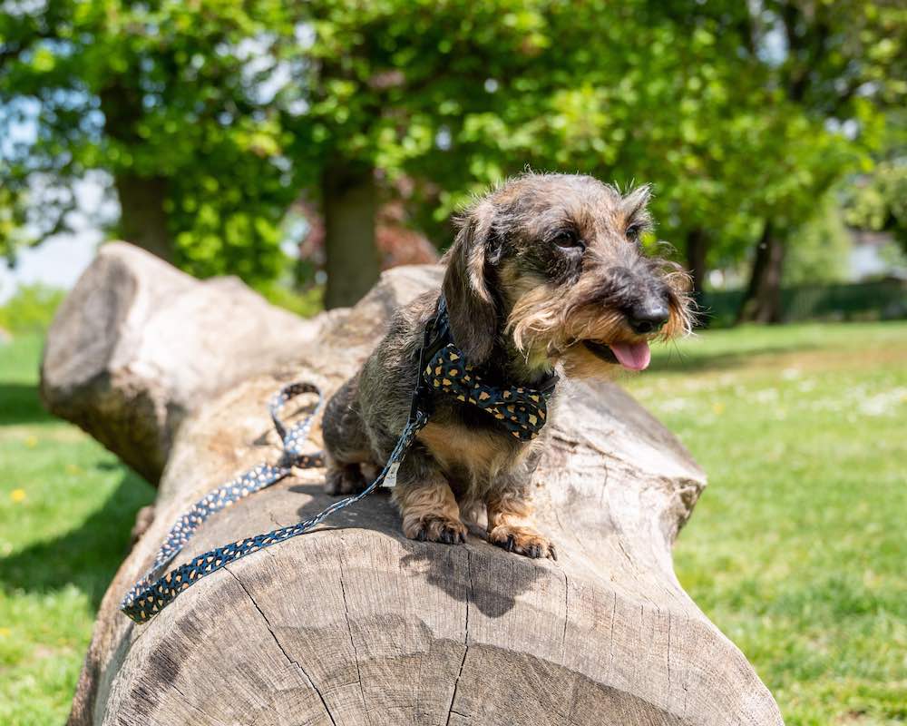 Harleys Companions - Funk the Dog Lead & Bowtie Set | Green & Gold Leopard