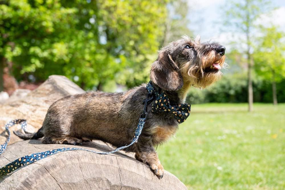 Harleys Companions - Funk the Dog Bow | Leopard Green & Gold