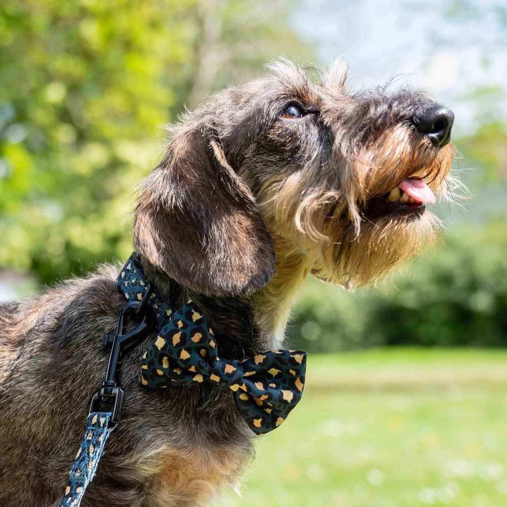 Harleys Companions - Funk the Dog Collar & Bow Set | Leopard Green & Gold