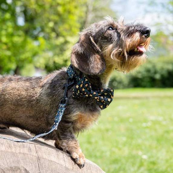 Harleys Companions - Funk the Dog Lead & Bowtie Set | Green & Gold Leopard