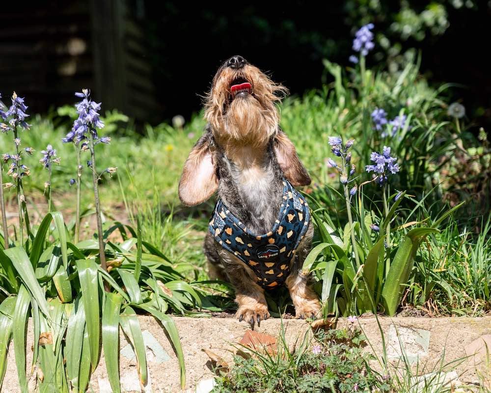 Harleys Companions - Funk The Dog Harness | Leopard Green & Gold