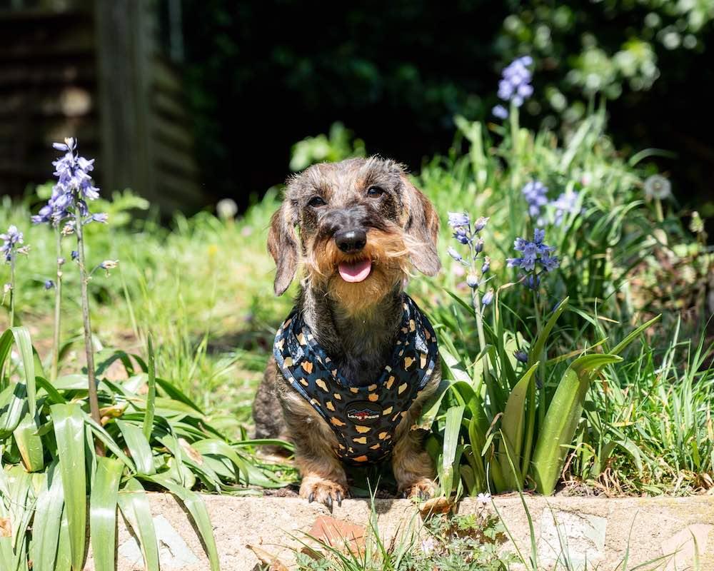 Harleys Companions - Funk The Dog Harness | Leopard Green & Gold