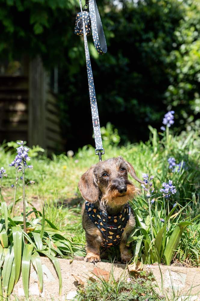 Harleys Companions - Funk the Dog Harness & Lead Set | Leopard Green & Gold