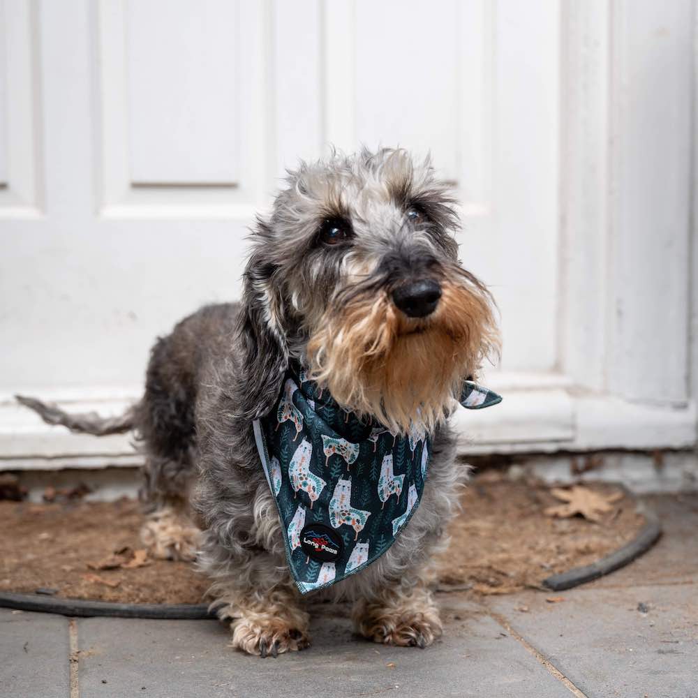 Harleys Companions - Bandana Bundle - Size Medium