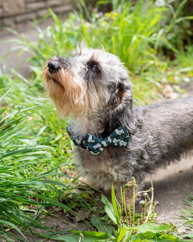 Harleys Companions - Funk The Dog Bow | Llama Llama Llama