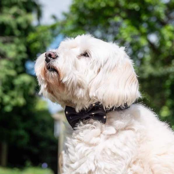 Harleys Companions - Funk the Dog Lead & Bowtie Set | Night Sky