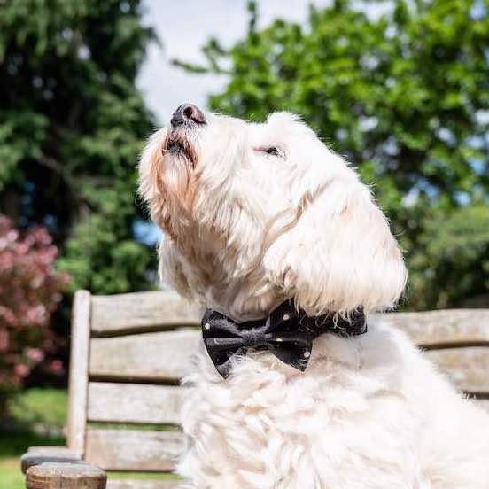 Harleys Companions - Funk the Dog Collar, Bowtie, & Bandana Set | Night Sky