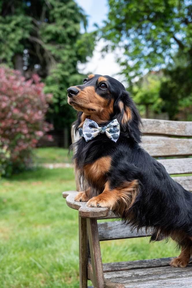 Harleys Companions - Funk The Dog Bow | Paint Splodge Grey, Green, Yellow & White