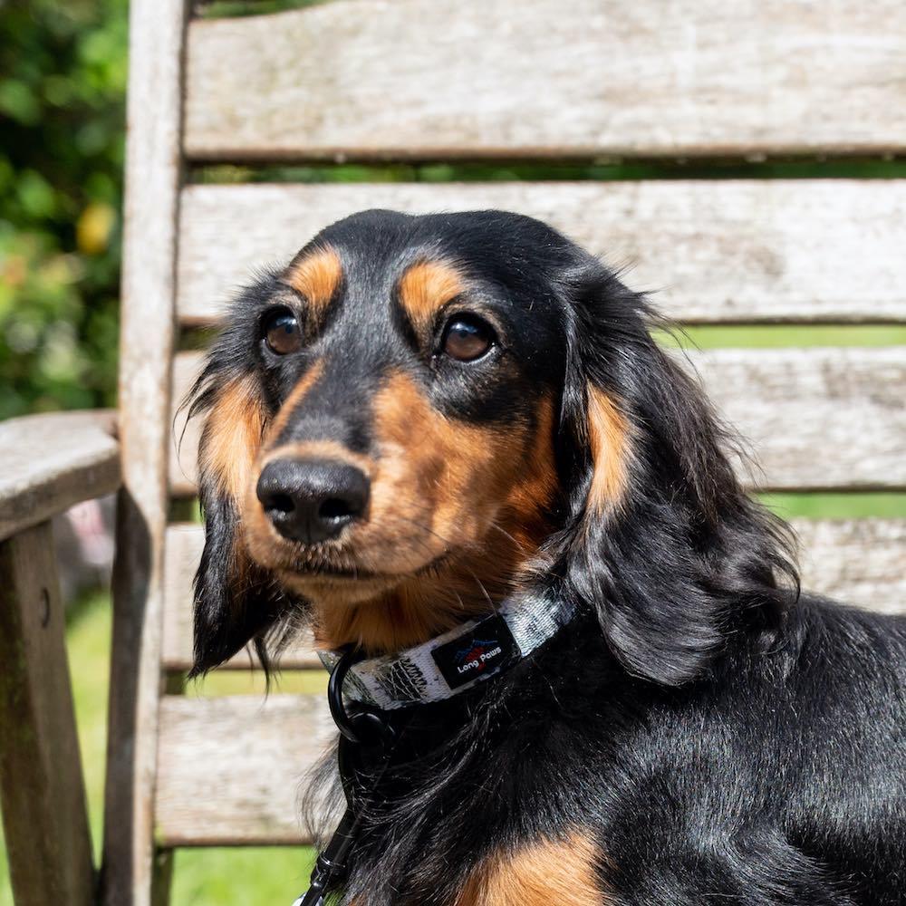 Harleys Companions - Funk The Dog Padded Dog Collar | Paint Splodge Grey, Green, Yellow & White