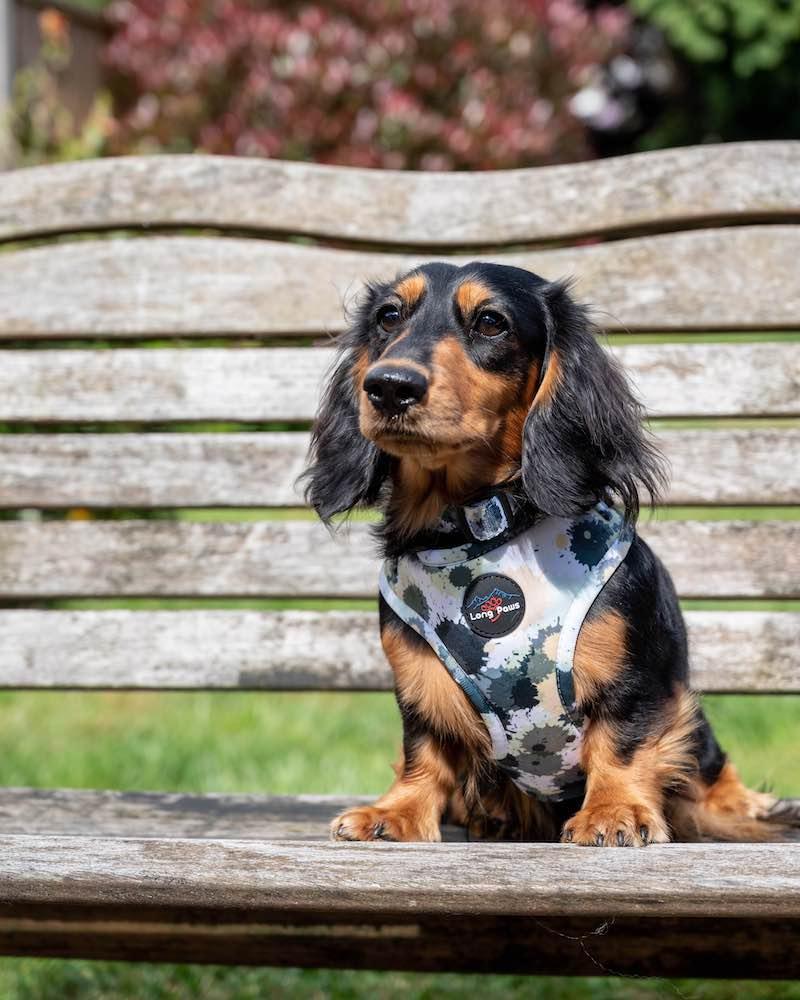 Harleys Companions - Funk the Dog Harness | Paint Splodge Grey, Green, Yellow & White