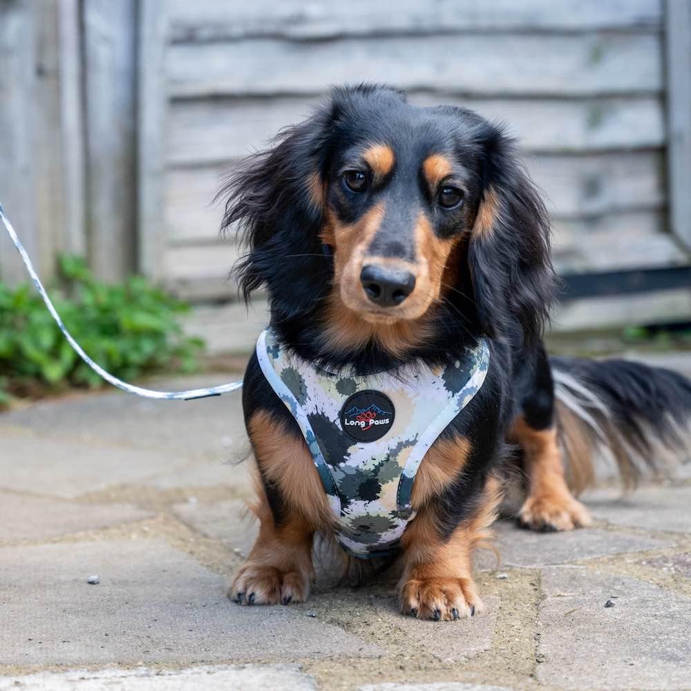 Harleys Companions - Funk the Dog Harness | Paint Splodge Grey, Green, Yellow & White