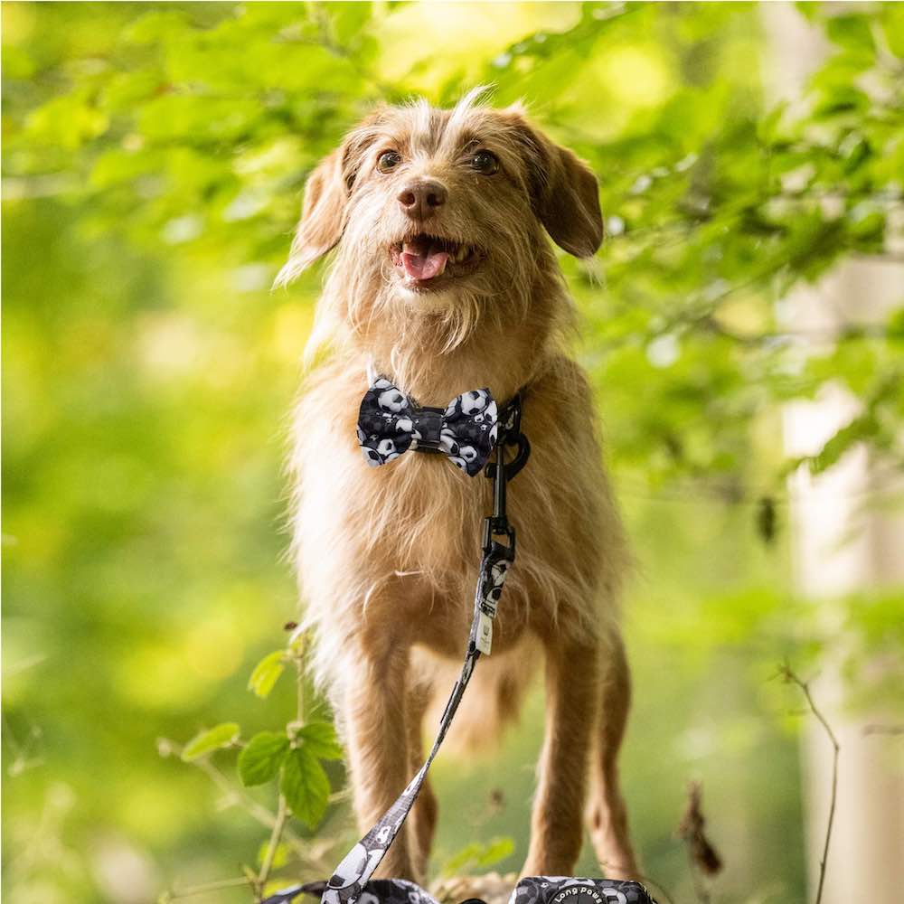 Harleys Companions - Funk The Dog Bow | B&W Footballs