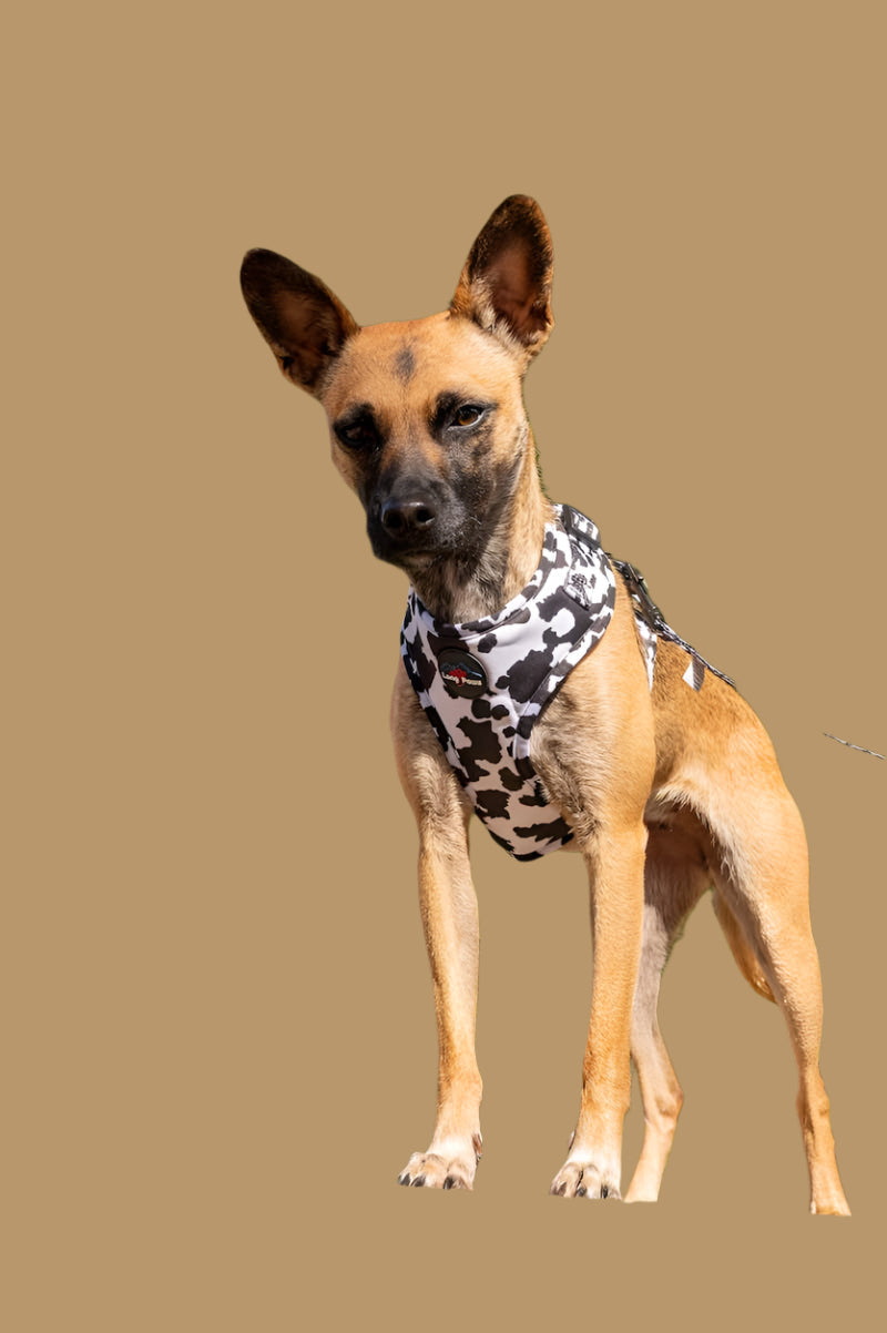 Harleys Companions - Funk The Dog Harness | Cow Print Dog Harness