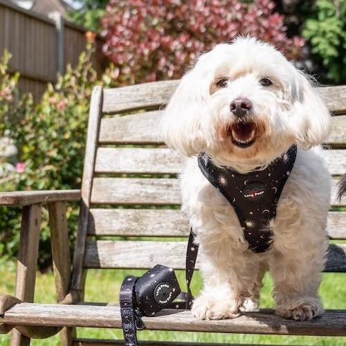 Harleys Companions - Funk the Dog Harness & Lead Set | Night Sky