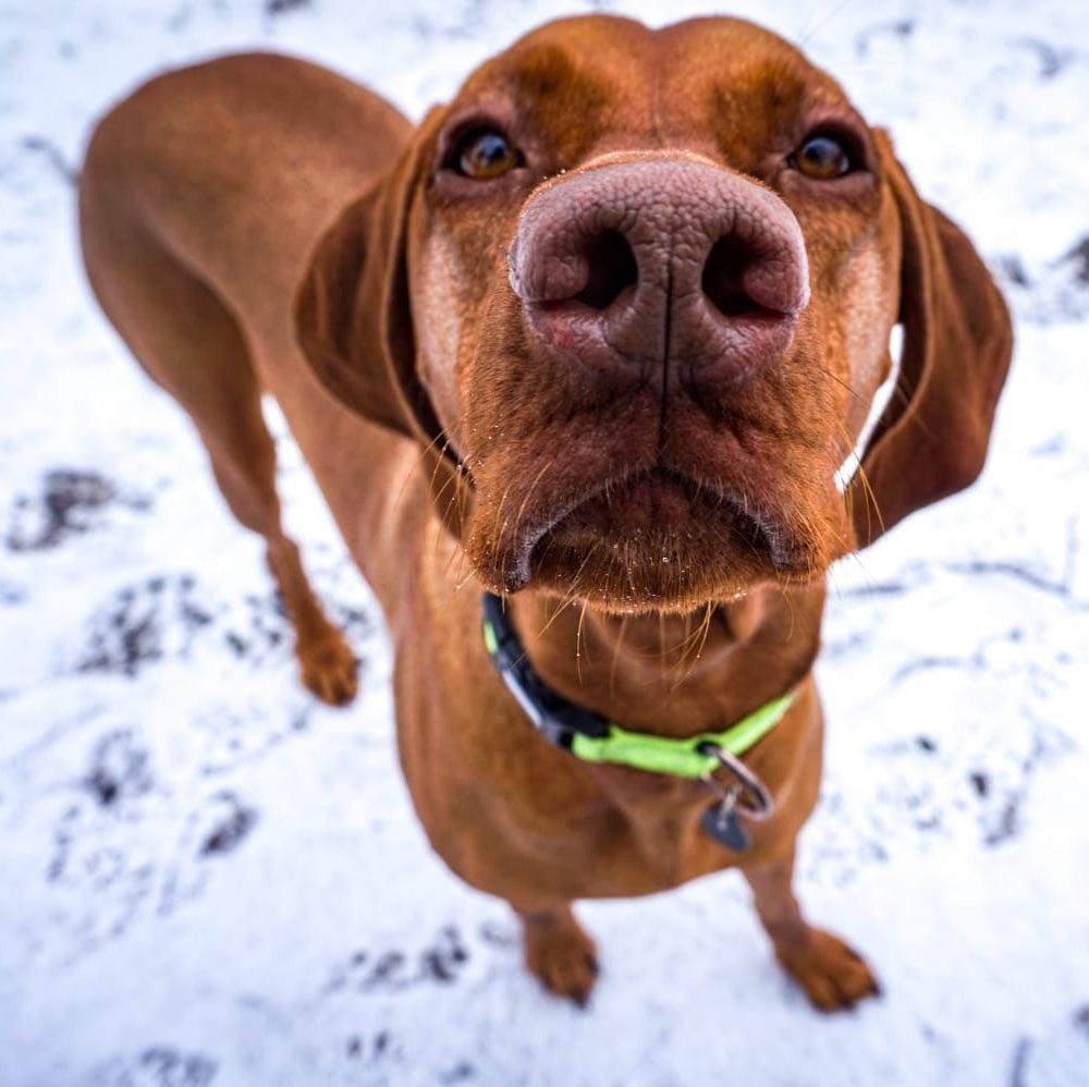Harleys Companions - Neon Dog Collar | Hi Viz
